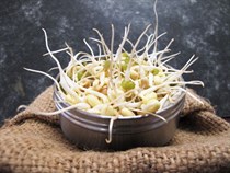 自家發芽菜