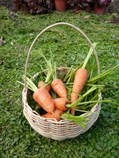 Organic farm produce