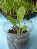 Grow food at home