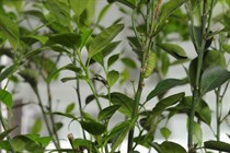 Caterpilla