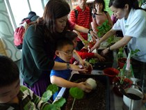 Grow Food at home
