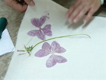 Plant dyeing