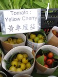 Cherry Tomato