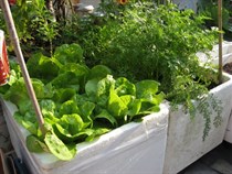 Grow your own food at home