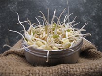 Organic bean sprout